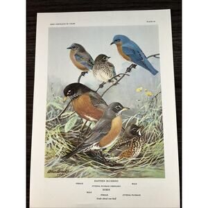 VTG Robin Bluebird Bookplate Allan Brooks Lithograph Bird Portraits In Color